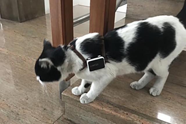 如何防止猫咪走丢？自从有了这个防丢神器，猫主子随便浪也不担心——宠物定位器全解析